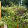 Japanischer Ahorn Anne Irene 80-100cm - Acer Palmatum