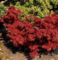Fächerahorn Aratama 40-60cm - Acer Buergerianum
