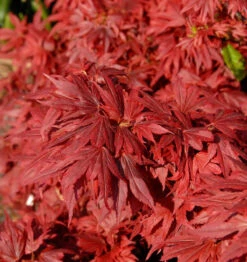 Hochstamm Fächerahorn Aratama 60-80cm - Acer Buergerianum