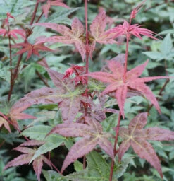 Fächerahorn Beni Komachi 60-80cm - Acer Palmatum