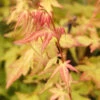 Fächerahorn Bii-Hoo 80-100cm - Acer Palmatum