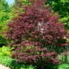 Fächerahorn Brands Dwarf 40-60cm - Acer Palmatum