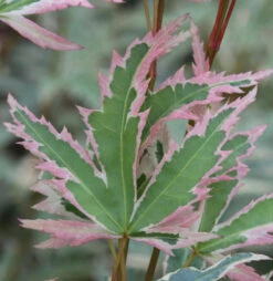 Fächerahorn Butterfly 30-40cm - Acer Palmatum
