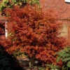 Rotaustreibender Fächerahorn Deshojo 100-125cm - Acer Palmatum