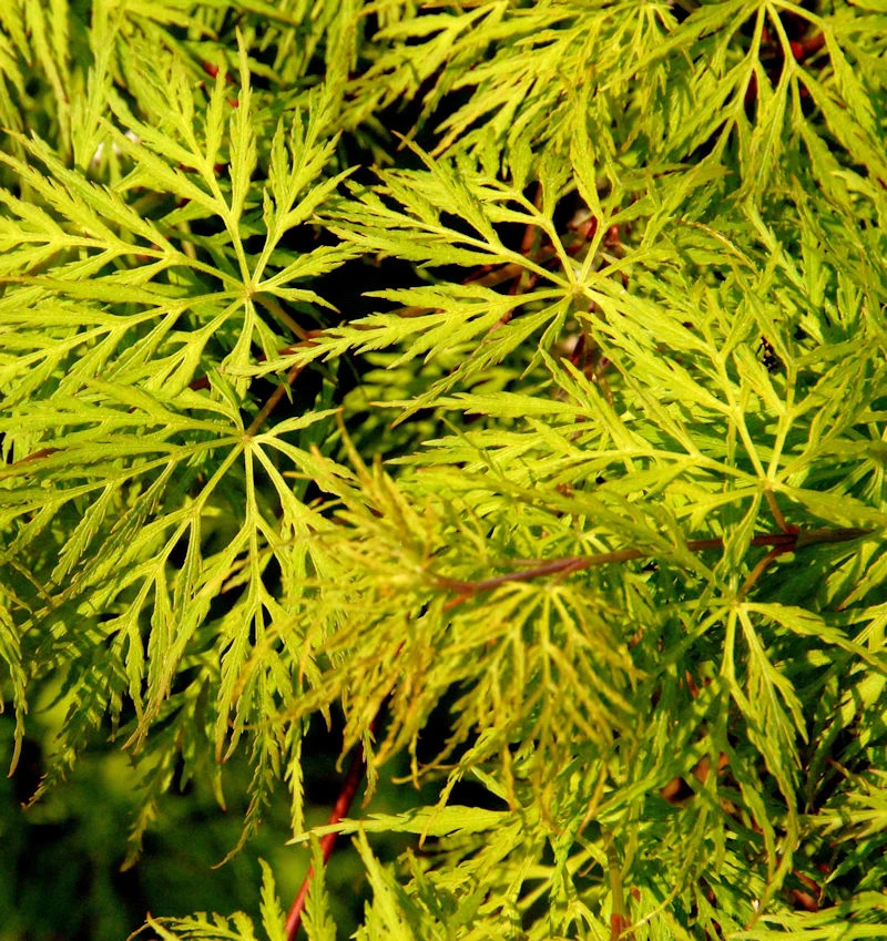 Schlitzfächerahorn Emerald Lace 40-50cm - Acer Palmatum 1 Schlitzfächerahorn Emerald Lace 40-50cm - Acer Palmatum