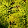 Schlitzfächerahorn Emerald Lace 60-80cm - Acer Palmatum
