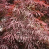 Hochstamm Dunkelroter Schlitz Ahorn Garnet 40-60cm - Acer Palmatum