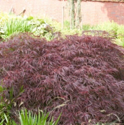 Dunkelroter Schlitz Ahorn Garnet 25-30cm - Acer Palmatum