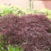 Dunkelroter Schlitz Ahorn Garnet 40-50cm - Acer Palmatum