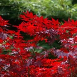 Kleinblättriger Zwergahorn Hime Shojo 30-40cm - Acer Palmatum