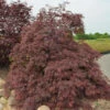 Fächerahorn Inaba Shidare 50-60cm - Acer Palmatum