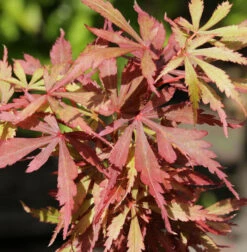 Fächerahorn Jerre Schwartz 60-80cm - Acer Palmatum