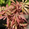Hochstamm Fächerahorn Jerre Schwartz 60-80cm - Acer Palmatum