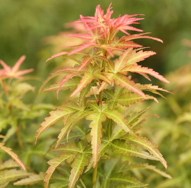 Fächerahorn Koto No Ito 40-60cm - Acer Palmatum 1 Fächerahorn Koto No Ito 40-60cm - Acer Palmatum