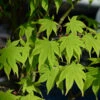 Hochstamm Japanischer Schlitzahorn Limelight 100-125cm - Acer Palmatum