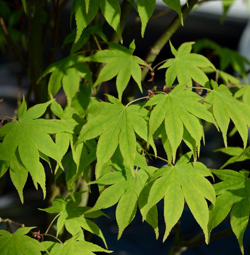 Hochstamm Japanischer Schlitzahorn Limelight 100-125cm - Acer Palmatum 1 Hochstamm Japanischer Schlitzahorn Limelight 100-125cm - Acer Palmatum