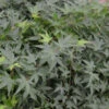 Fächerahorn Little Princess 40-60cm - Acer Palmatum
