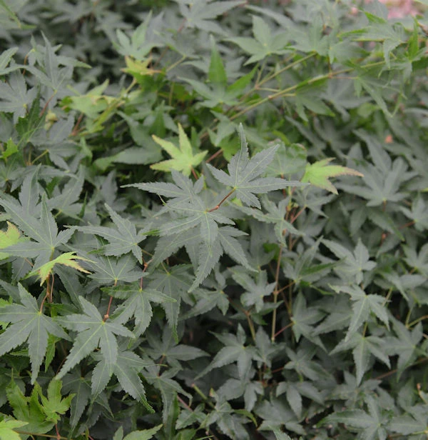 Fächerahorn Little Princess 40-60cm - Acer Palmatum 1 Fächerahorn Little Princess 40-60cm - Acer Palmatum