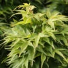 Fächerahorn Mikawa Yatsubusa 40-60cm - Acer Palmatum