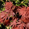 Fächerahorn Pixie 80-100cm - Acer Palmatum