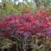 Japanischer Schlitzahorn Red Dragon 80-100cm - Acer Palmatum
