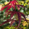 Fächerahorn Red Emperor 40-60cm - Acer Palmatum