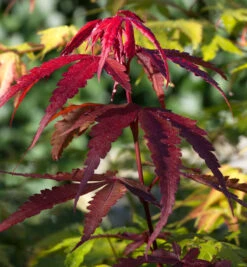 Fächerahorn Red Emperor 40-60cm - Acer Palmatum