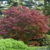 Japanischer Fächer Ahorn Rhode Island Red 40-60cm - Acer Palmatum