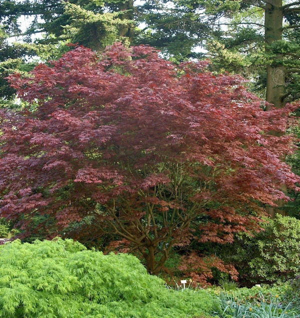 Japanischer Fächer Ahorn Rhode Island Red 40-60cm - Acer Palmatum 1 Japanischer Fächer Ahorn Rhode Island Red 40-60cm - Acer Palmatum
