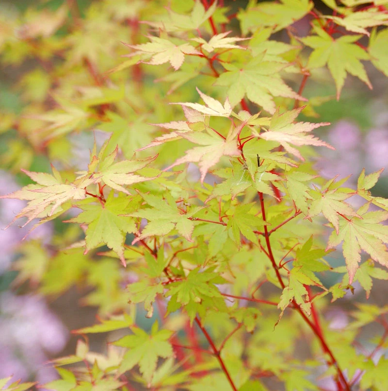 Japanischer Ahorn Sango Kaku 100-125cm - Acer Palmatum 1 Japanischer Ahorn Sango Kaku 100-125cm - Acer Palmatum