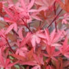 Hochstamm Zwergahorn Shaina 40-60cm - Acer Palmatum
