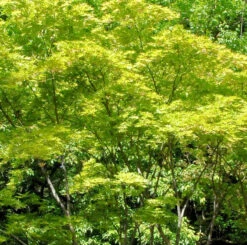 Hochstamm Fächerahorn Shigitatsu-sawa 40-60cm - Acer Palmatum