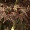 Fächerahorn Shojo Normura 40-60cm - Acer Palmatum