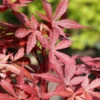 Fächer Ahorn Skeeters Broom 60-80cm - Acer Palmatum