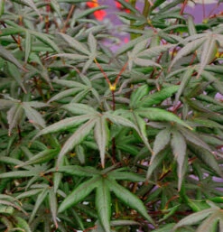 Roter Fächerahorn Starfish 60-80cm - Acer Palmatum