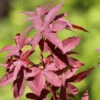 Japanischer Ahorn Twomblys Red Sentinel 60-80cm - Acer Palmatum