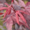 Roter Fächerahorn Bloodgood 125-150cm - Acer Palmatum