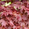 Fächerahorn Fireglow 40-60cm - Acer Palmatum