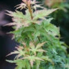 Fächerahorn Kotohime 30-40cm - Acer Palmatum