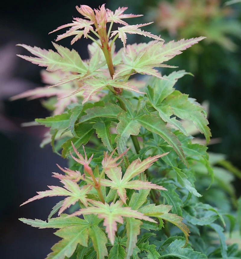 Fächerahorn Kotohime 30-40cm - Acer Palmatum 1 Fächerahorn Kotohime 30-40cm - Acer Palmatum