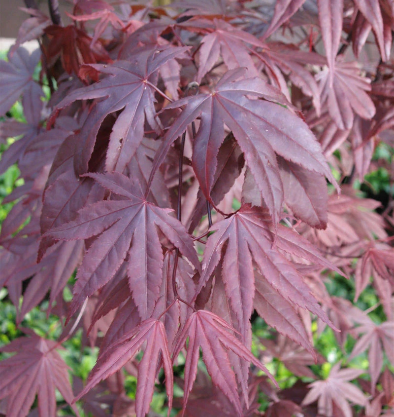 Fächerahorn Moonfire 60-80cm - Acer Palmatum 1 Fächerahorn Moonfire 60-80cm - Acer Palmatum