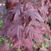 Fächerahorn Moonfire 40-60cm - Acer Palmatum
