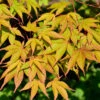 Fächerahorn Osakazuki 80-100cm - Acer Palmatum