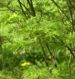 Geschlitztblättriger Fächer Ahorn Seiryu 40-60cm - Acer Palmatum