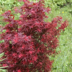 Zwergahorn Shaina 100-125cm - Acer Palmatum