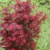 Zwergahorn Shaina 60-80cm - Acer Palmatum
