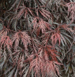 Japanischer Ahorn Tamueyama 80-100cm - Acer Palmatum