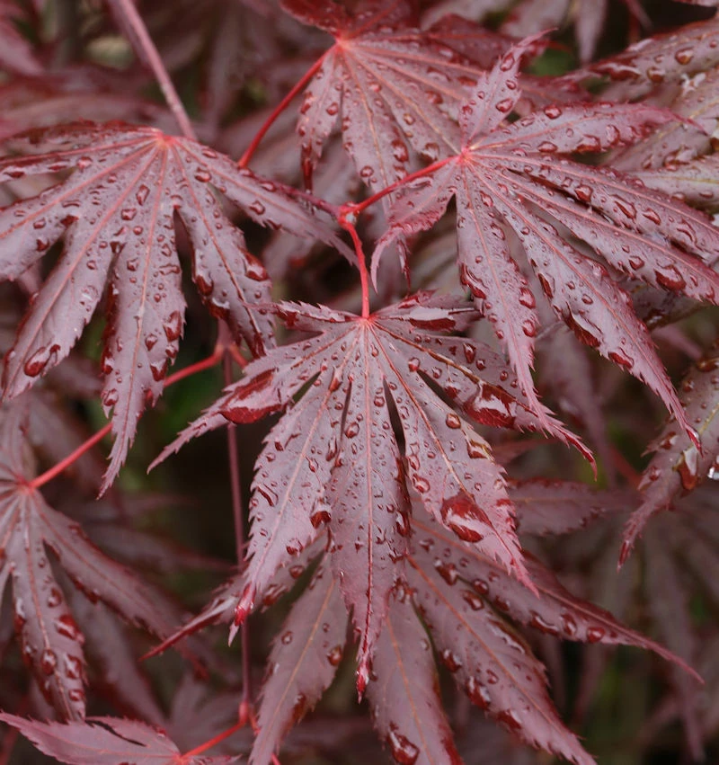 Fächer Ahorn Trompenburg 80-100cm - Acer Palmatum 1 Fächer Ahorn Trompenburg 80-100cm - Acer Palmatum