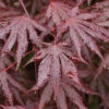 Fächer Ahorn Trompenburg 60-80cm - Acer Palmatum