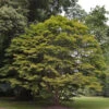 Fächer Ahorn 125-150cm - Acer Palmatum